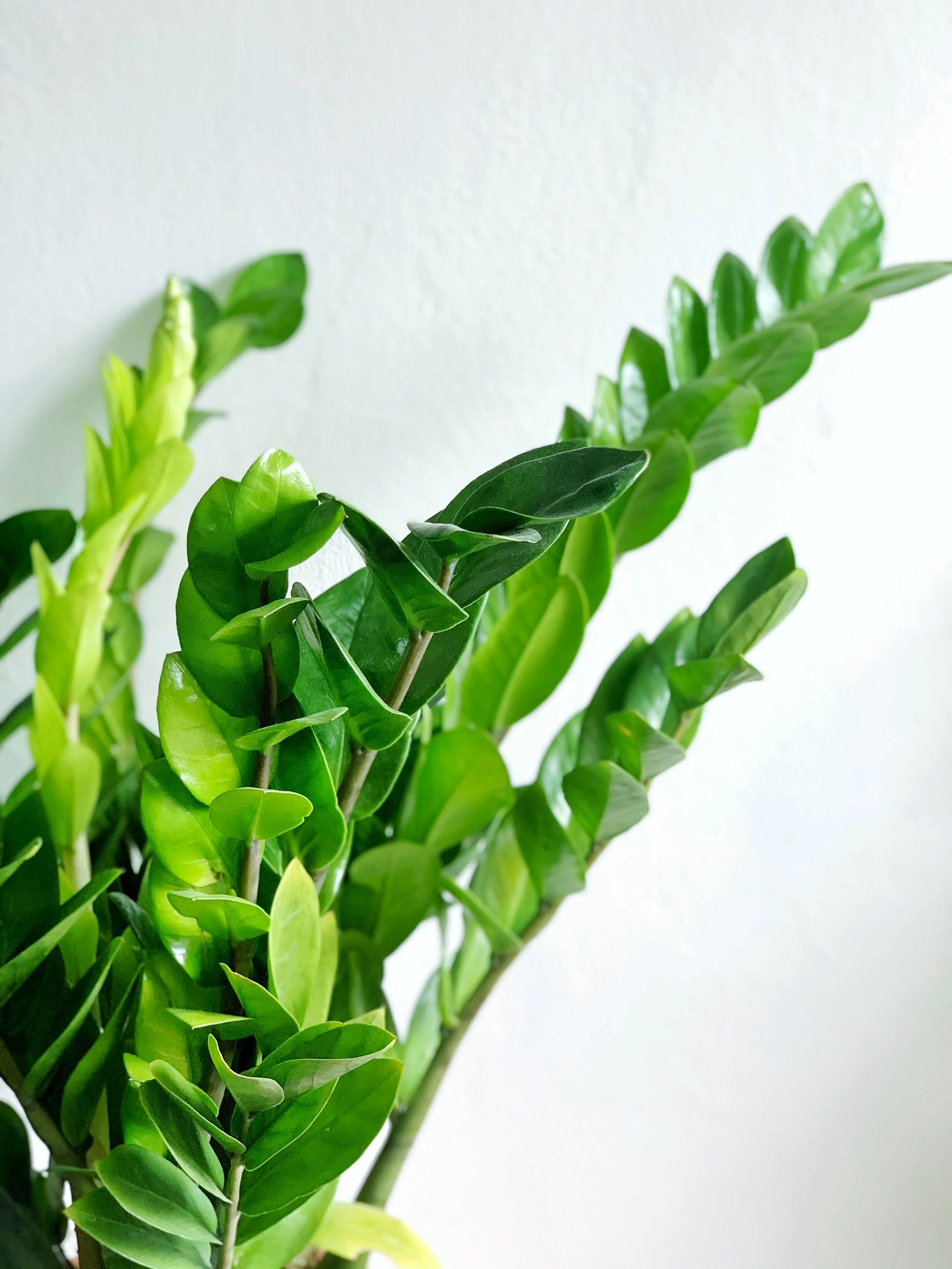 Zamioculcas Zamiifolia (ZZ Plant) — INA.SHEA